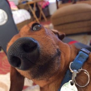 Meet your Posher, Riley